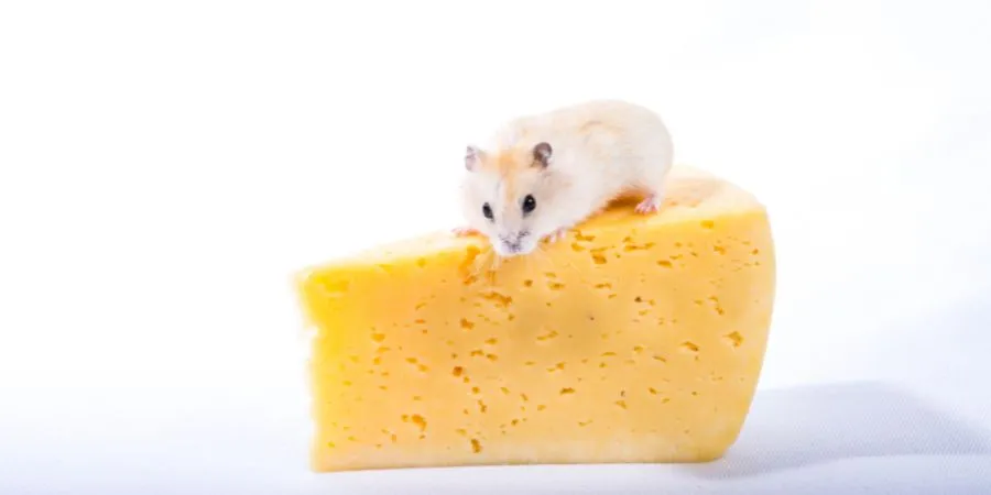 El queso es perjudicial para los hámsters