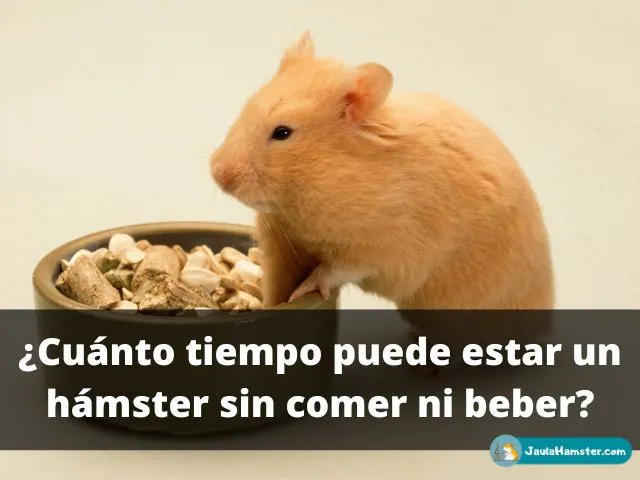 Cuánto tiempo puede estar un hámster sin comer ni beber