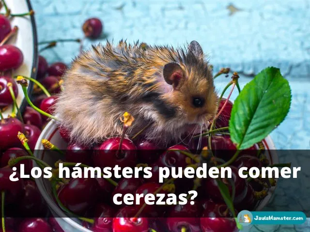Los hámsters pueden comer cerezas
