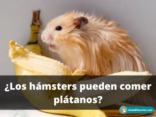 Los hámsters pueden comer plátanos