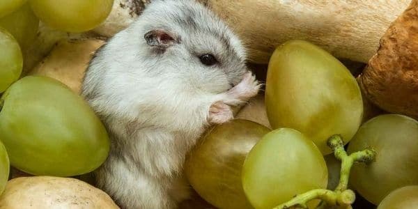 Beneficios de las uvas para los hámsters