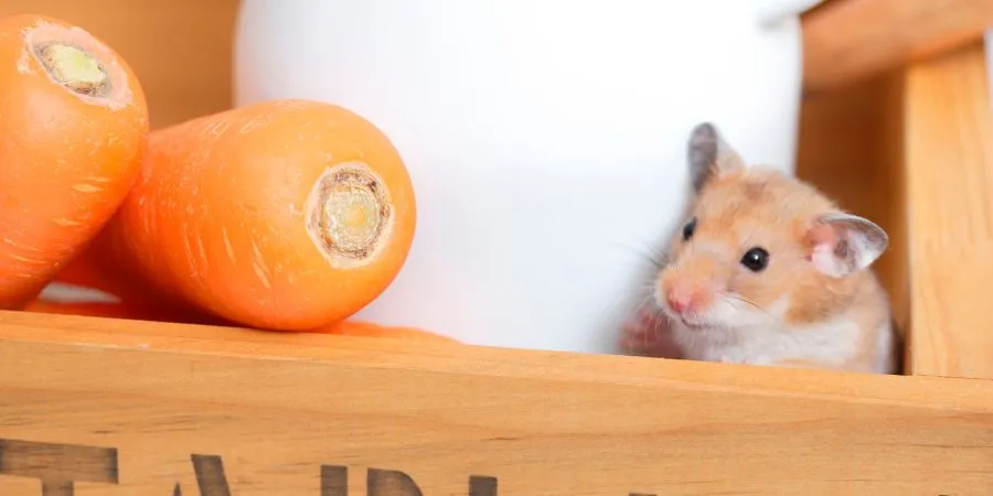 Cómo alimentar a tu hámster con zanahorias de forma segura