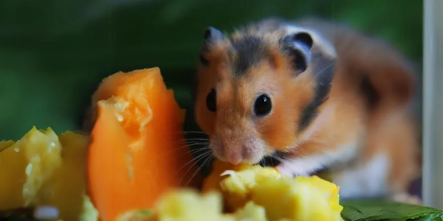 Beneficios de la papaya para los hámsters