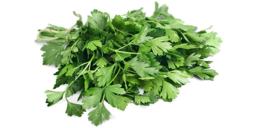 Beneficios del cilantro para los hámsters