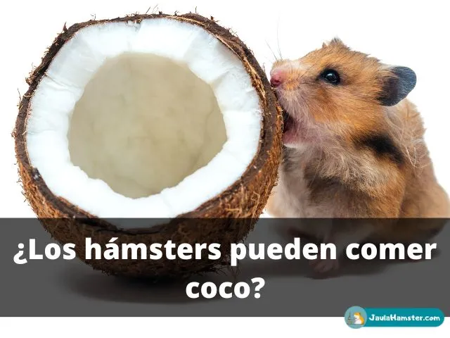 ¿Los hámsters pueden comer coco?