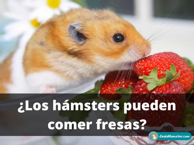 ¿Los hámsters pueden comer fresas?
