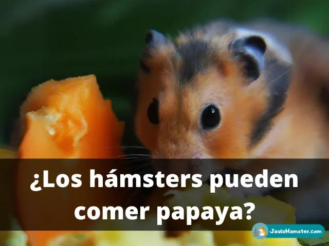 ¿Los hámsters pueden comer papaya?